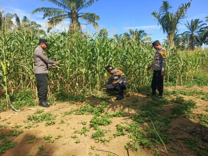 
					Demi Swasembada Pangan, Polsek Bagan Sinembah Turun ke Lahan Pantau Jagung Pipil!