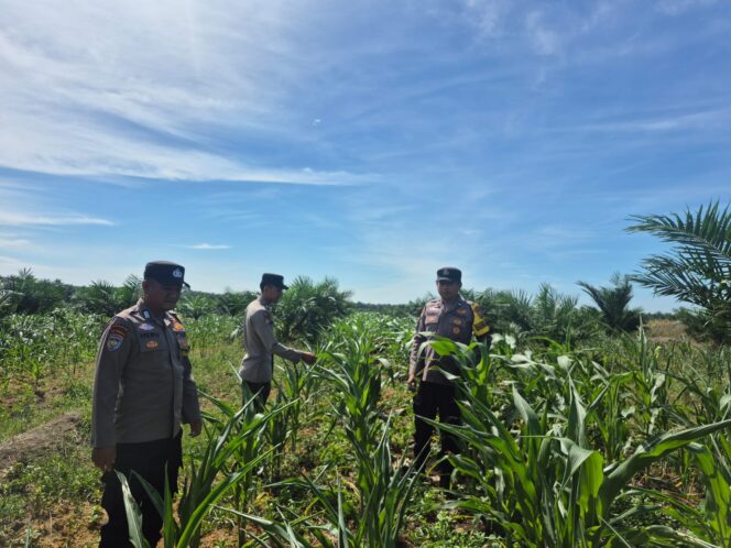 
					Turun Langsung Cek Lahan Tanaman Jagung, Bentuk Komitmen Polri Dukung Program Ketapang