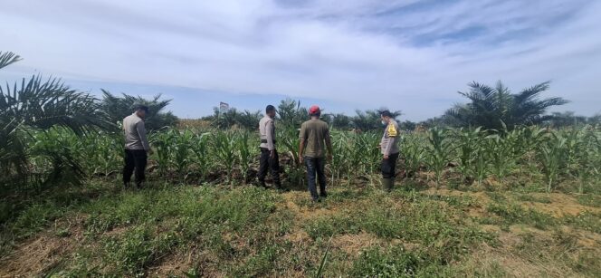 
					Cek Pertumbuhan Jagung Pipil, Polsek Bagan Sinembah Dukung Ketapang Nasional