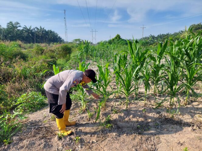 
					Bhabinkamtibmas Polsek Rantau Kopar Cek Kontrol Pertumbuhan Jagung Pipil di Kec. Rantau Kopar