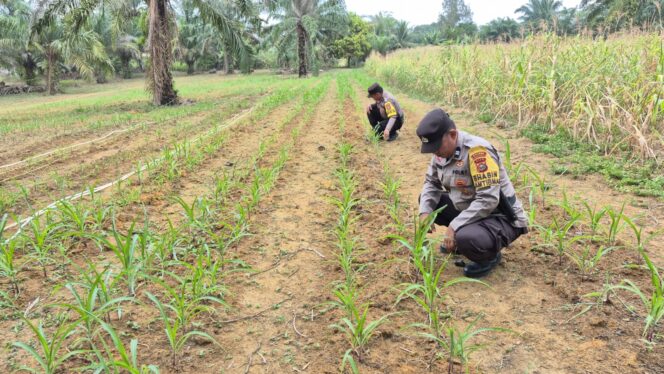 
					Perkuat Swasembada Pangan Polisi Turun Langsung, Lakukan Pengecekan Rutin Tanaman Jagung