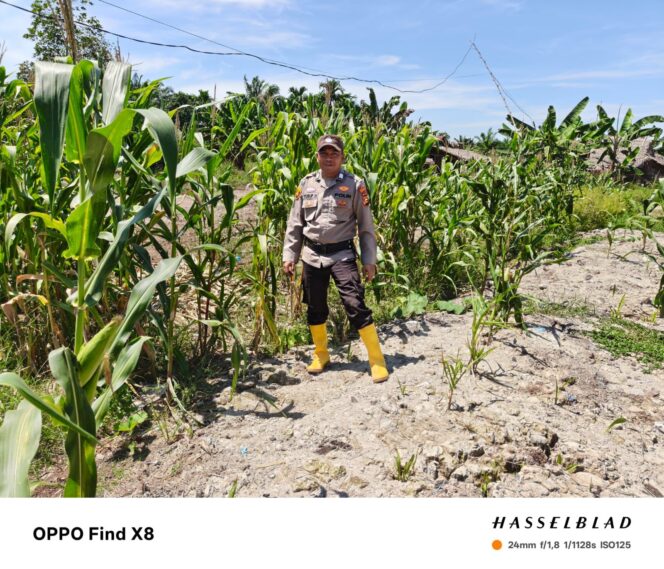 
					Dukung Ketapang, PS. Kasium Polsek Panipahan, Laksanakan Pengecekan Jagung Pipil