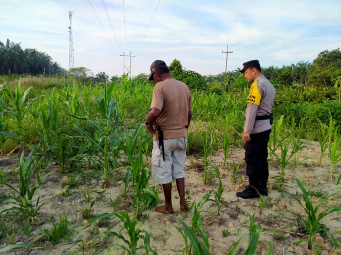 
					Giat Cek Tanaman Ketapang Jagung Pipil, Bhabinkamtibmas Dukung Ketapang