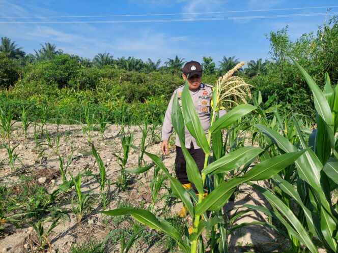 
					Monitoring Tanaman Jagung Pipil Warga  Bhabinkamtibmas Polsek Rantau Kopar Dukung Ketapang Nasional