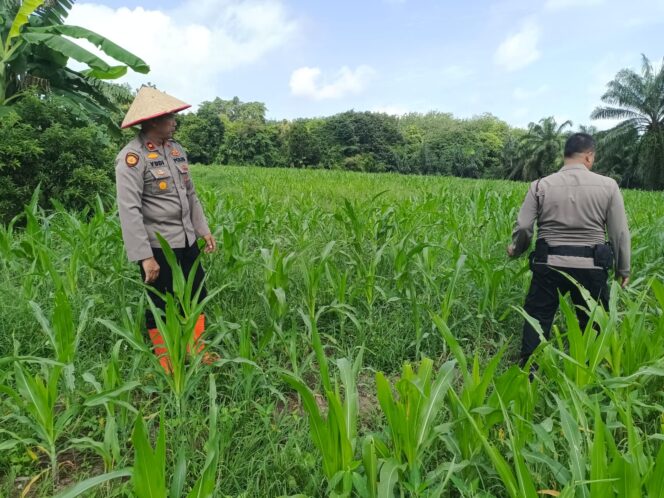 
					Cek Lahan Jagung Program Ketapang di Ujung Tanjung, Polsek Tanah Putih Dukung Asta Cita Presiden RI