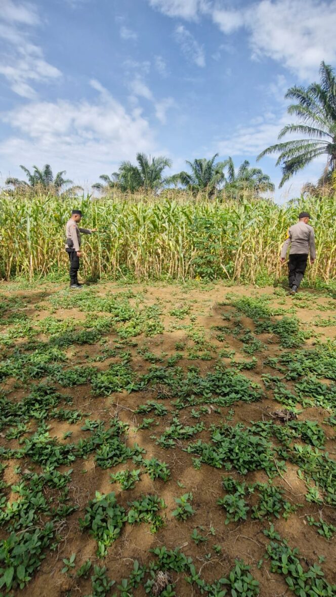 
					Intensif Pantau Pertumbuhan Jagung, Polsek Bagan Sinembah Wujud Nyata Dukungan Dengan Program Ketapang Nasional