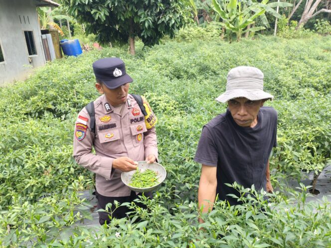 
					Bhabinkamtibmas Dukung Asta Cita Presiden, Lahan Ketapang Panen Cabai Rawit
