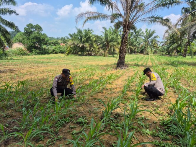 
					Kawal Pertumbuhan Ketapang Jagung Pipil, Penelitian Lahan 2Ha Positif Raih Hasil