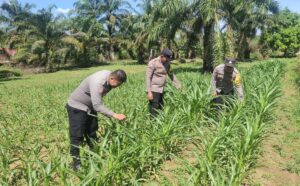 Cek Pertumbuhan Jagung Pipil Program Asta Cita Presiden RI Dukung Ketahanan Pangan Nasional