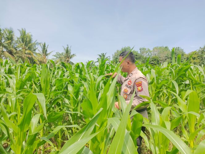
					Program Ketahanan Pangan di Ujung Tanjung, Polsek Tanah Putih Lakukan Pengecekan Tanaman Jagung