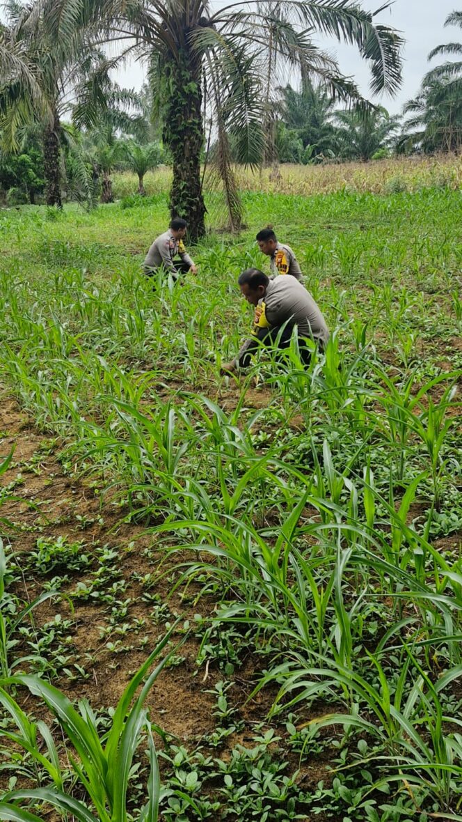 
					Polsek Bagan Sinembah Lakukan Monitoring Pertumbuhan Jagung Pipil, Dukung Ketahanan Pangan Nasional