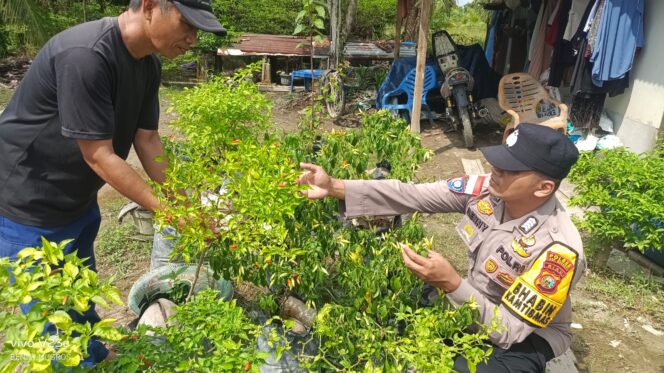 
					Dukung Ketahanan Pangan, Bhabinkamtibmas Polsek Rangsang Barat Tinjau Perkebunan Cabai Warga