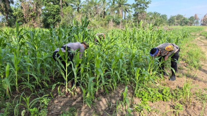 
					Perkuat Ketahanan Pangan Nasional, Polsek Bagan Sinembah Pantau Pertumbuhan Jagung Pipil