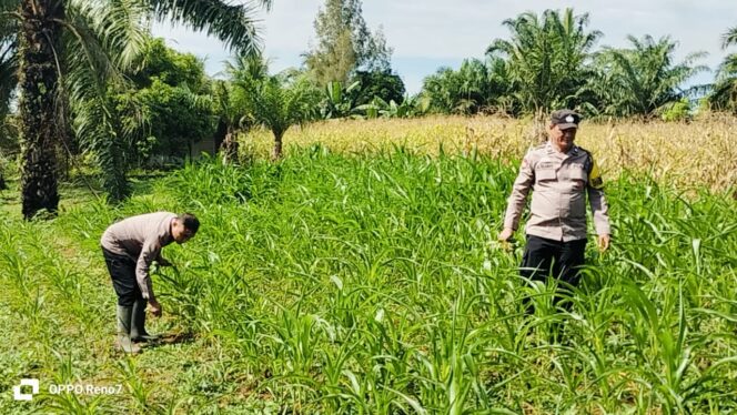 
					Wujud Nyata Dukung Ketapang, Polsek Bagan Sinembah Intensif Pantau Pertumbuhan Jagung