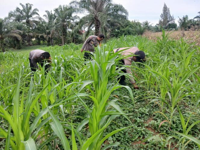 
					Tancap Gas Dukung Ketapang, Tumbuh Kembang Jangung Pipil Sesuai Harapan