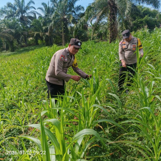 
					Intensif Monitoring Tanaman Jagung Wujud Swasembada Pangan Nasional, Polsek Bagan Sinembah Dukung Asta Cita Presiden