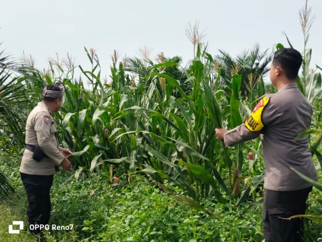 
					Dukung Asta Cita Presiden, Polsek Bagan Sinembah Intensif Pantau Perkembangan Jagung di Lahan 30 Hektare