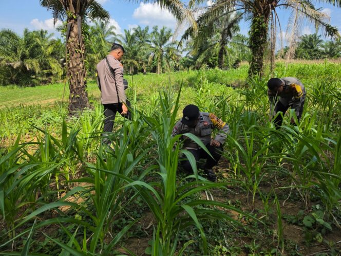 
					Wujud Nyata Dukung Ketapang Nasional, Polsek Bagan Sinembah Intensif Pantau Pertumbuhan Jagung