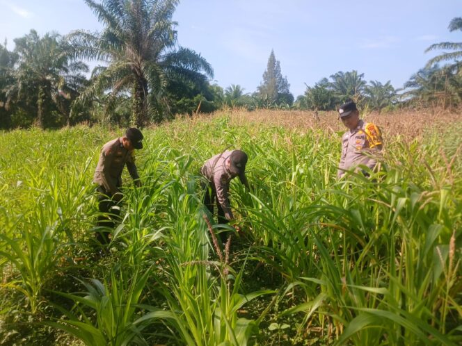 
					Intensif Pantau Pertumbuhan Jagung, Wujud Nyata Polsek Bagan Sinembah Dukung Program Ketahanan Pangan Nasional