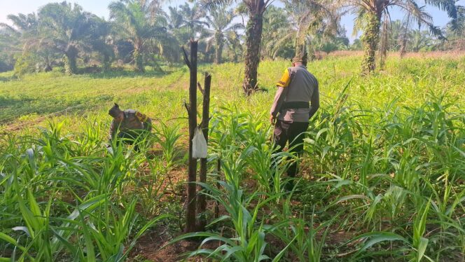
					Kawal Ketahanan Pangan, Polsek Bagan Sinembah Pantau Intensif Pertumbuhan Jagung