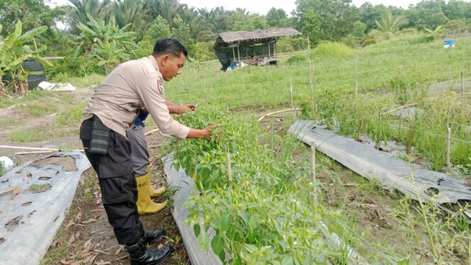 
					Dukung Swasembada Pangan Nasional Polsek Merbau Panen Tanaman Cabai