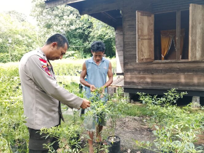 
					Bhabinkamtibmas Polsek Rangsang Barat Tinjau Program Tanaman P2B Warga