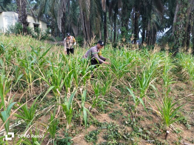 
					Rutin Pantau Pertumbuhan Jagung Pipil, Perkuat Dukungan Program Ketahanan Pangan Nasional