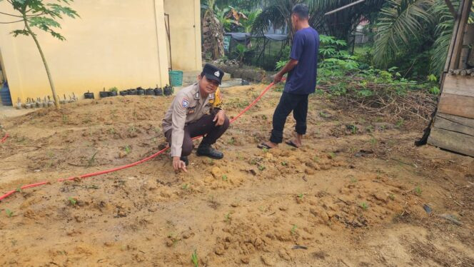 
					Polsek Simpang Kanan Giat pengecekan Perkembangan Jagung Pipil Program Ketahanan Pangan di Wilayah Hukum