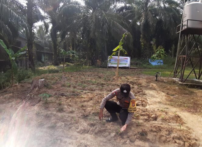 
					Polsek Simpang Kanan Giat Pengecekan Perkembangan Jagung Pipil Program Ketahanan Pangan