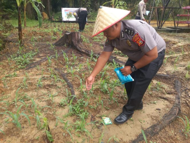 
					Polsek Simpang Kanan Tancap Gas! Monitor Ketat Jagung Pipil Demi Sukseskan Program Ketapang
