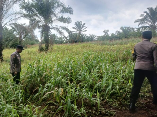 
					Wujud Nyata Dukungan Polri pada Ketahanan Pangan Nasional, Polsek Bagan Sinembah Pantau Pertumbuhan Jagung