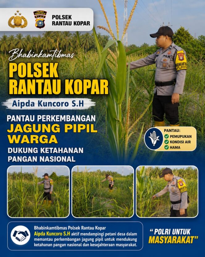 
					Bhabinkamtibmas Polsek Rantau Kopar Aktif Monitoring Pertumbuhan Jagung Pipil Jaga Stok Pangan