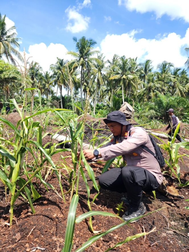 
					Kawal Ketahanan Pangan Kapolsek Panipahan Pantau Langsung Pertumbuhan Jagung Pipil