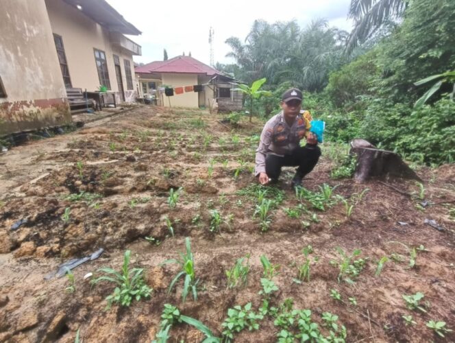 
					Polsek Simpang Kanan Gelar Inspeksi Mendadak, Pastikan Perkembangan Jagung Pipil di Tengah Masyarakat