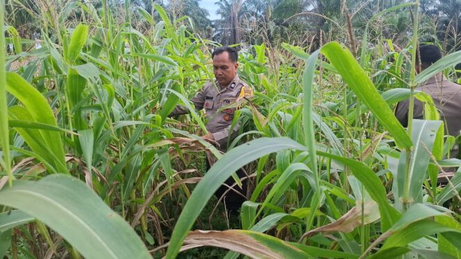 
					Panen Raya Dipastikan! Polsek Bagan Sinembah Gelar Inspeksi Mendadak Perkembangan Jagung Pipil