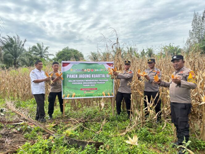 
					Wujud Nyata Dukungan Polri terhadap Ketahanan Pangan Nasional, Polsek Bagan Sinembah Panen Jagung Kuartal III
