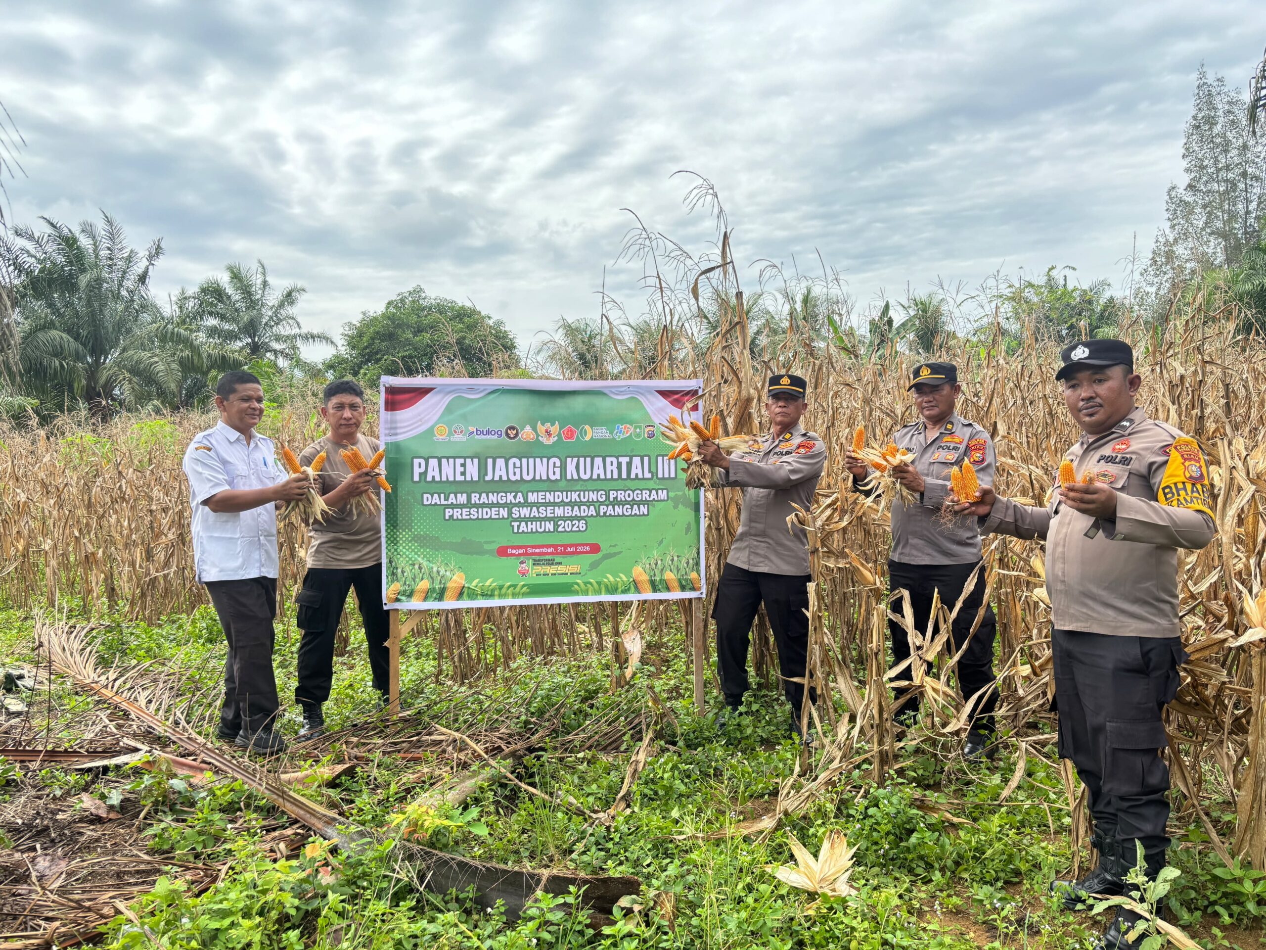 Wujud Nyata Dukungan Polri terhadap Ketahanan Pangan Nasional, Polsek Bagan Sinembah Panen Jagung Kuartal III