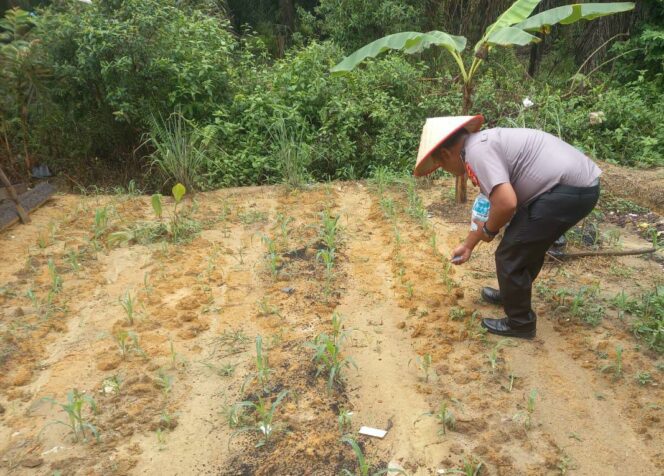 
					Giat Pengecekan Perkembangan Jagung Pipil Program Ketahanan Pangan, di Wilayah Hukum Polsek Simpang Kanan