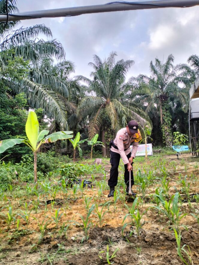 
					Cek Perkembangan Jagung Pipil, Giat Program Ketapang Wilkum Polsek Simpang Kanan