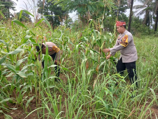 
					Pantau Pertumbuhan Jagung, Wujud Nyata Dukungan Polri terhadap Ketahanan Pangan Nasional