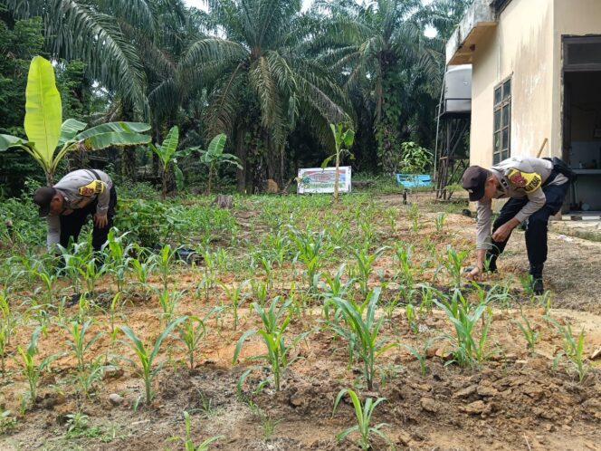 
					Pastikan Jagung Pipil Berkualitas Polsek Simpang Kanan Pantau Stok Pangan Aman Terkendali
