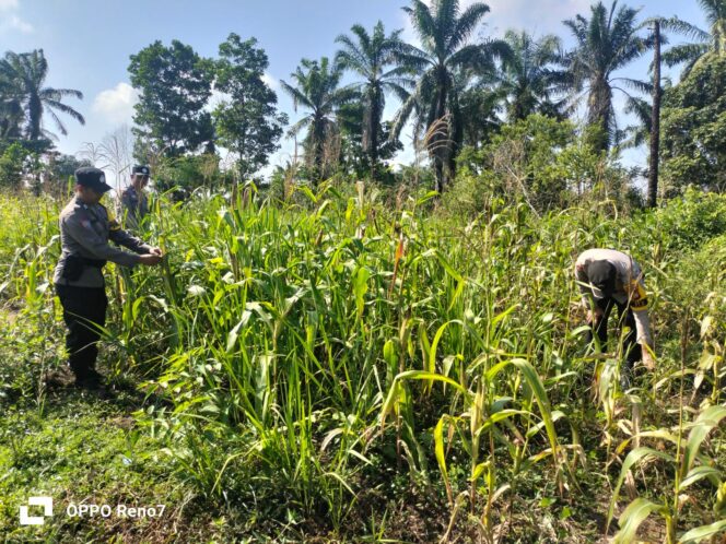 
					Intensif Monitoring Pertumbuhan Jagung Pipil, Wujud Nyata Dukungan Polri terhadap Ketahanan Pangan Nasional