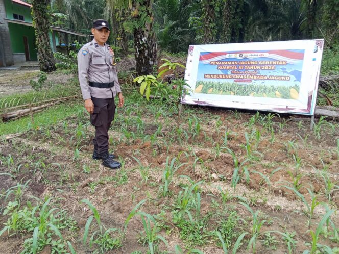 
					Sidak!! Polsek Simpang Kanan Turun ke Lahan, Kawal Ketapang Pantau Langsung Pertumbuhan Jagung Pipil Warga