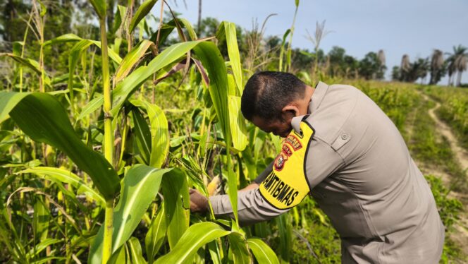
					Intensif Monitoring Pertumbuhan Jagung, Wujud Dukungan Polsek Bagan Sinembah Untuk Ketapang Nasional