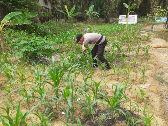 
					Bukan Cuma Jaga Kamtibmas! Polsek Simpang Kanan Kini ‘Turun Lahan’, Cek Jagung Pipil Wilayah Hukum