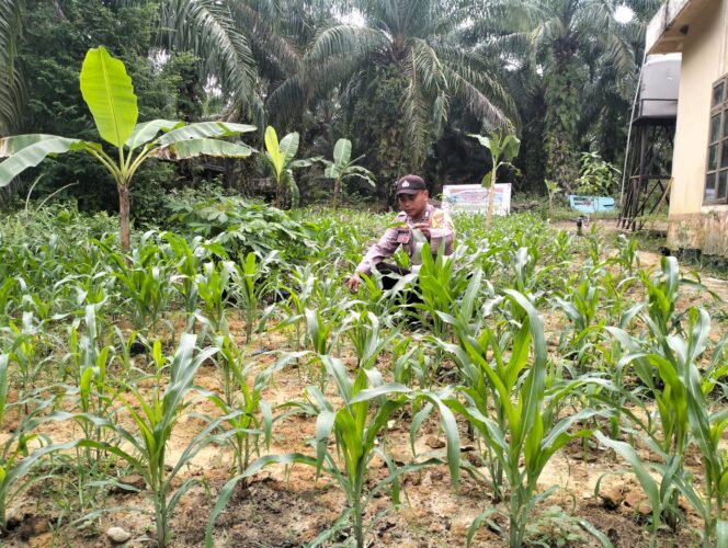 
					Temuan Mengejutkan Polsek Simpang Kanan, Monitoring Langsung Perkembangan Jagung Pipil