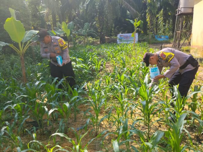 
					Stok Pangan Terjaga!! Polsek Simpang Kanan Cek Jagung Pipil, Pantau Kondisi di Lapangan