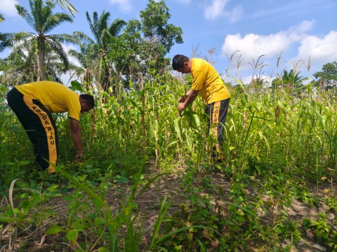
					Polisi ‘Sulap’ Lahan Tidur jadi Produktif!! Polsek Bagan Sinembah: Stok Pangan Wilayah Dipastikan Aman