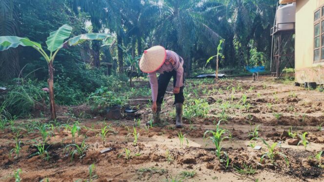 
					Polisi Sahabat Petani! Polsek Simpang Kanan Jemput Bola, Cek Langsung Pertumbuhan Jagung Pipil demi Swasembada Pangan