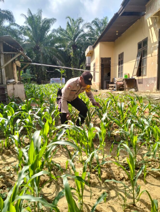 
					Sambut Target Pangan, Polsek Simpang Kanan Genjot Pemantauan Pertumbuhan Jagung Pipil